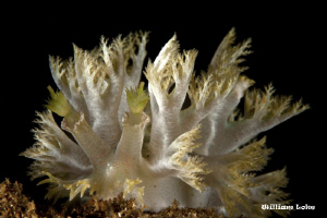 Frisee Lettuce (Marionia sp.) by William Loke 